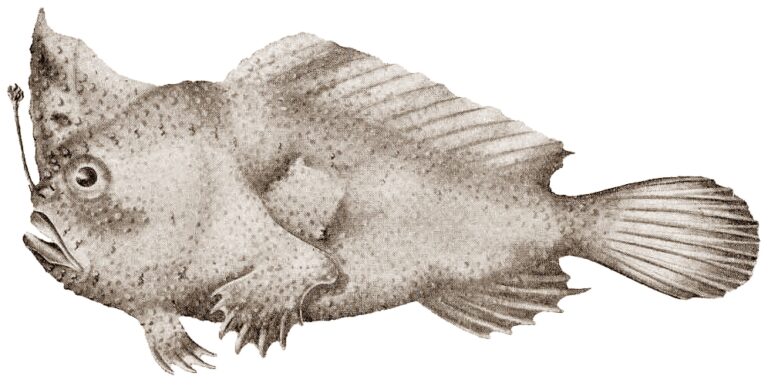 Thymichthys verrucosus (Thymichthys verrucosus) |commons:File:FMIB 45786 Thymichthys verrucosus 2.jpg