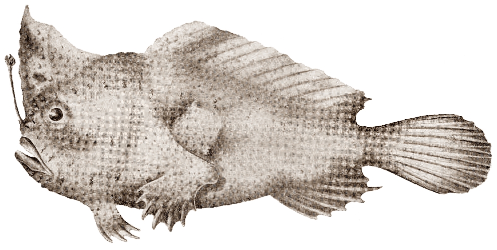 Thymichthys verrucosus (Thymichthys verrucosus) |commons:File:FMIB 45786 Thymichthys verrucosus 2.jpg