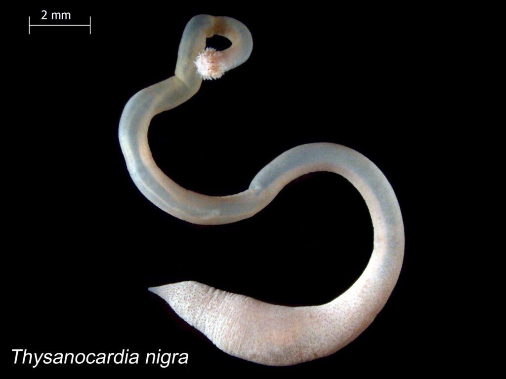 Thysanocardia nigra Thysanocardia nigra