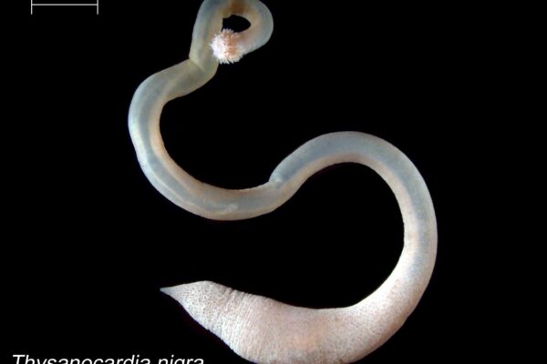 Thysanocardia nigra Thysanocardia nigra