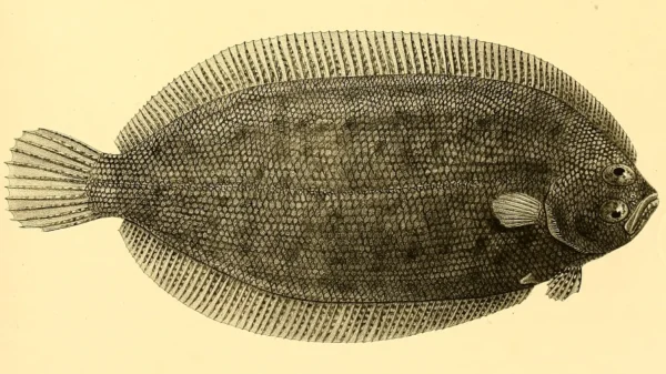Thysanopsetta naresi (Thysanopsetta naresi) |commons:File:Thysanopsetta naresi.webp