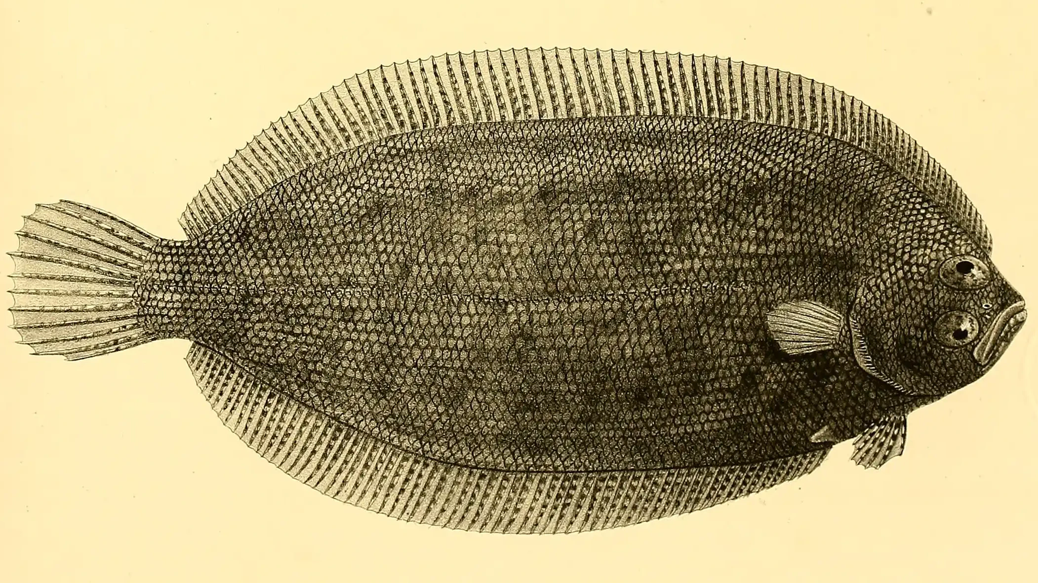 Thysanopsetta naresi (Thysanopsetta naresi) |commons:File:Thysanopsetta naresi.webp