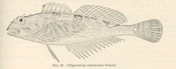 Tidepool Sculpin (Oligocottus maculosus) |commons:File:FMIB 39401 Oligocottus maculosus.jpeg