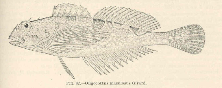 Tidepool Sculpin (Oligocottus maculosus) |commons:File:FMIB 39401 Oligocottus maculosus.jpeg