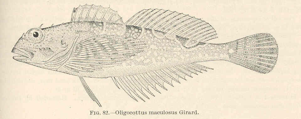 Tidepool Sculpin (Oligocottus maculosus) |commons:File:FMIB 39401 Oligocottus maculosus.jpeg