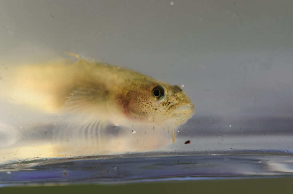 Tidewater Goby (Eucyclogobius newberryi) |commons:File:Eucyclogobius newberryi.jpg