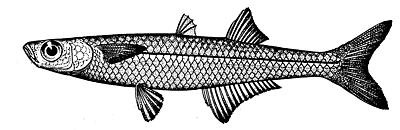 Tidewater Silverside (Menidia peninsulae) |commons:File:Menidia peninsulae.jpg