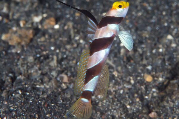 Tiger Goby Stonogobiops nematodes