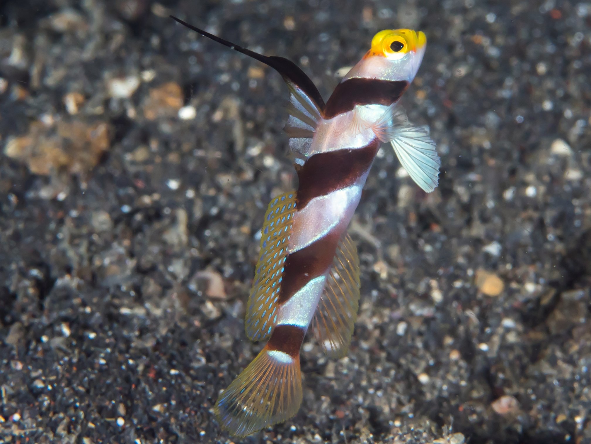 Tiger Goby Stonogobiops nematodes