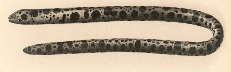 tiger reef eel (Scuticaria tigrina) |commons:File:FMIB 42398 Scuticaria tigrina (Lesson).jpeg