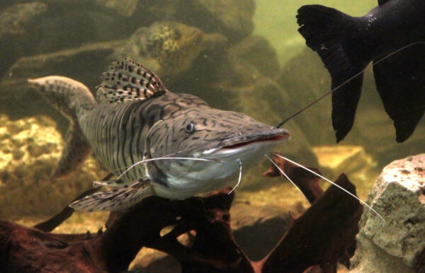 Tiger Shovelnose Catfish (Pseudoplatystoma fasciatum) |commons:File:Aquarium tropical de Pierrefitte-Nestalas 03082018 Pseudoplatystoma fasciatum 1.jpg