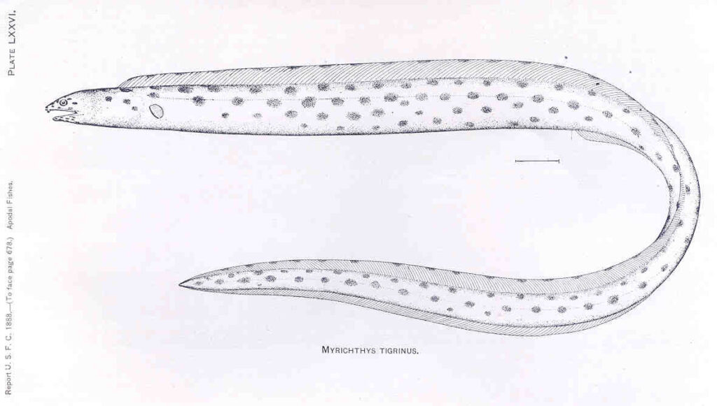 tiger snake eel (Myrichthys tigrinus) |commons:File:FMIB 33416 Myrichthys Tigrinus.jpeg