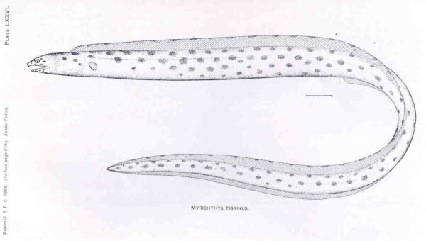 tiger snake eel (Myrichthys tigrinus) |commons:File:FMIB 33416 Myrichthys Tigrinus.jpeg