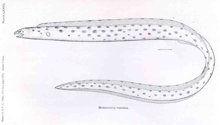 tiger snake eel (Myrichthys tigrinus) |commons:File:FMIB 33416 Myrichthys Tigrinus.jpeg