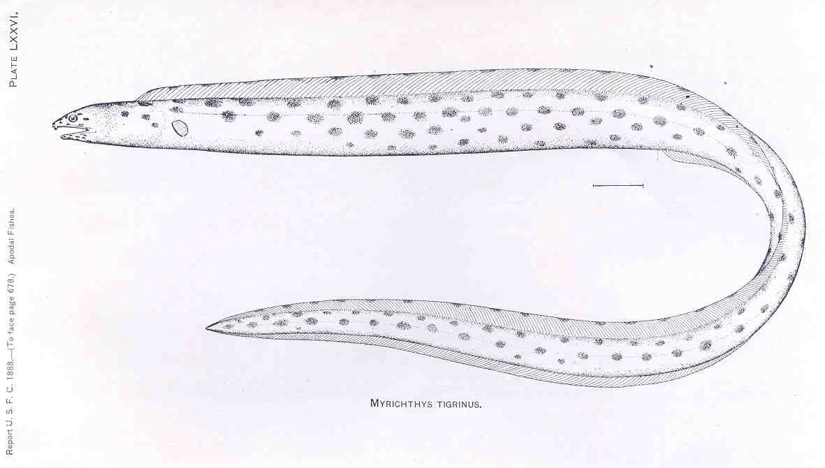 tiger snake eel (Myrichthys tigrinus) |commons:File:FMIB 33416 Myrichthys Tigrinus.jpeg