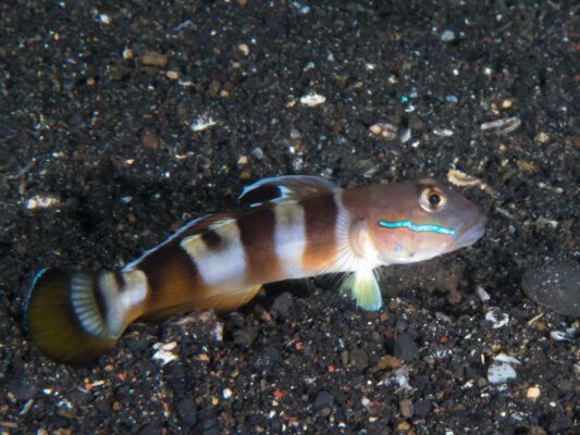 Tiger Watchman Goby (Valenciennea wardii) |commons:File:Widebarred goby (Valenciennea wardii) (38847419670).jpg