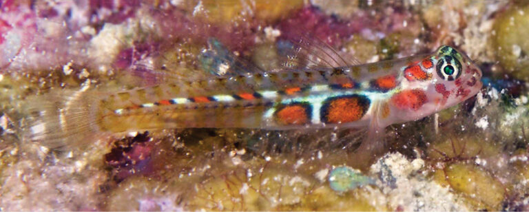 Tigrigobius dilepis (Tigrigobius dilepis) |commons:File:Tigrigobius dilepis (10.3897-zookeys.882.38449) Figure 3 (cropped).jpg