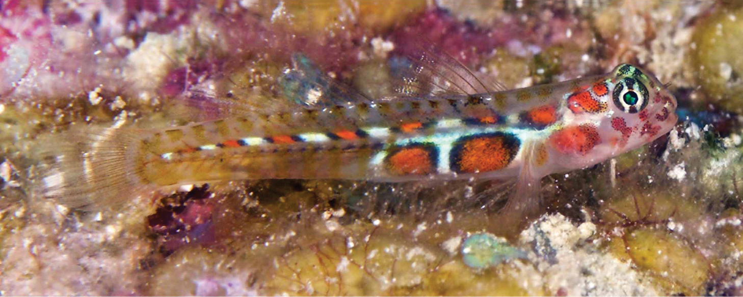 Tigrigobius dilepis (Tigrigobius dilepis) |commons:File:Tigrigobius dilepis (10.3897-zookeys.882.38449) Figure 3 (cropped).jpg