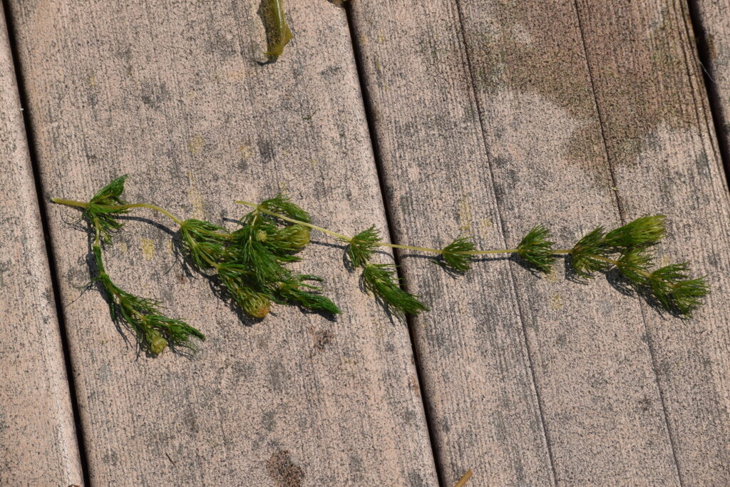 Tilki Kuyrugu (Ceratophyllum demersum) |commons:File:Ceratophyllum demersum 140542782.jpg