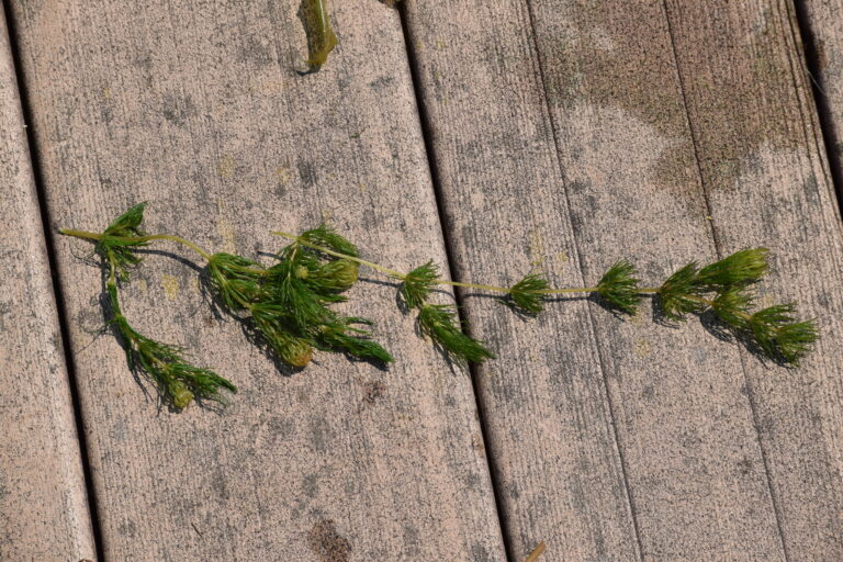 Tilki Kuyrugu (Ceratophyllum demersum) |commons:File:Ceratophyllum demersum 140542782.jpg