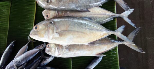Tille Trevally (Caranx tille) |commons:File:Caranx tille in Banda Aceh.jpg