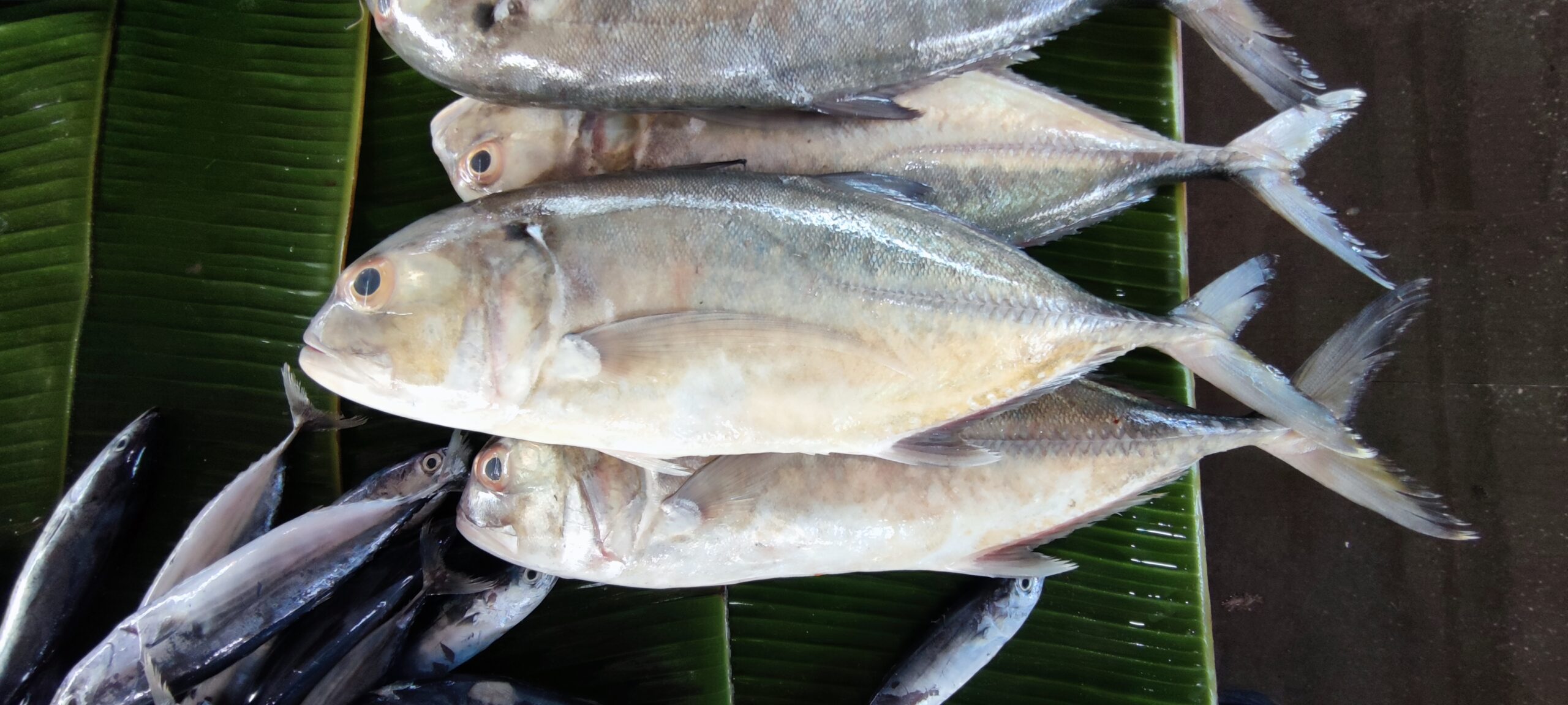 Tille Trevally (Caranx tille) |commons:File:Caranx tille in Banda Aceh.jpg