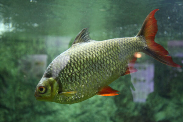 Tinfoil Barb (Barbonymus schwanenfeldii) |commons:File:Barbonymus schwanenfeldii3.jpg