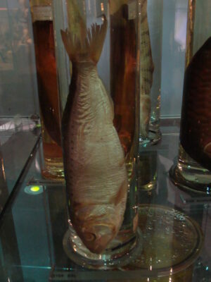 tirsi balığı (Alosa alosa) |commons:File:Alosa alosa-Naturalis-PeterMaas.JPG