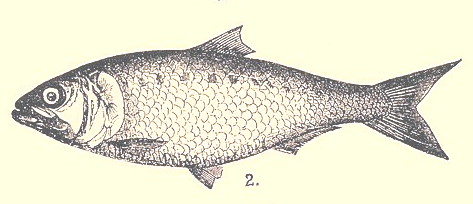 tirsi (Alosa caspia) |commons:File:Alosa caspia.jpg