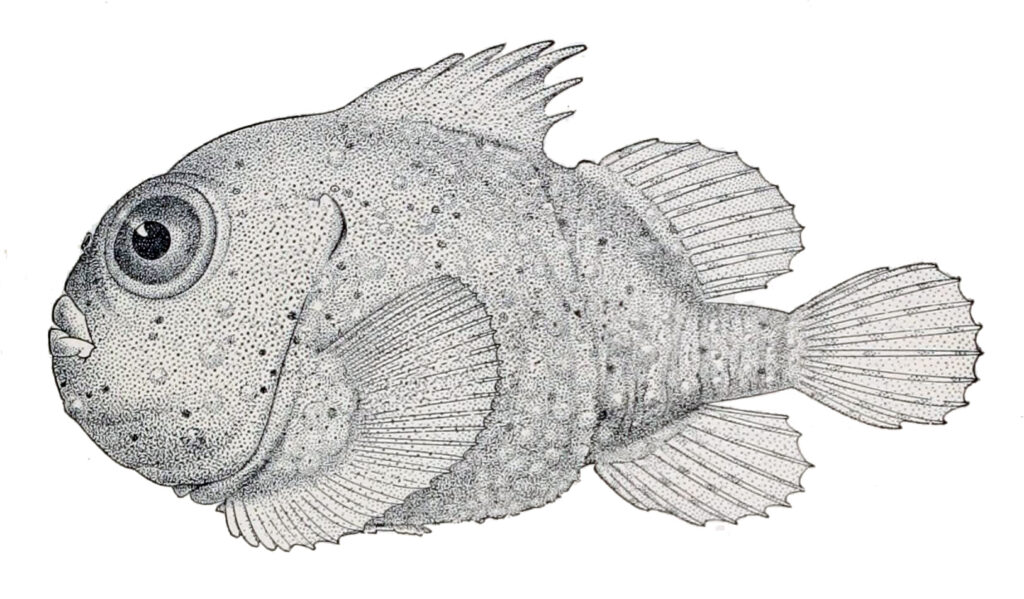 Toad Lumpsucker (Eumicrotremus phrynoides) |commons:File:Eumicrotremus phrynoides.jpg