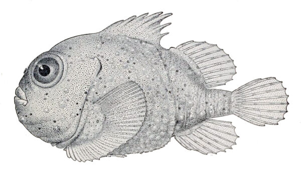 Toad Lumpsucker (Eumicrotremus phrynoides) |commons:File:Eumicrotremus phrynoides.jpg