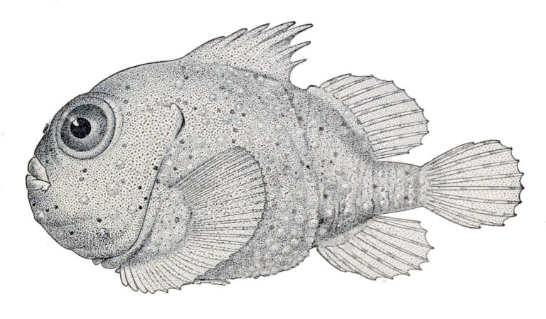 Toad Lumpsucker (Eumicrotremus phrynoides) |commons:File:Eumicrotremus phrynoides.jpg