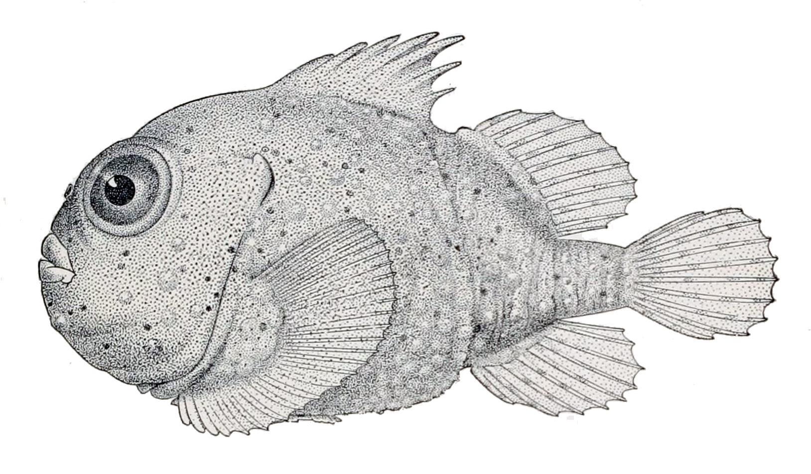 Toad Lumpsucker (Eumicrotremus phrynoides) |commons:File:Eumicrotremus phrynoides.jpg