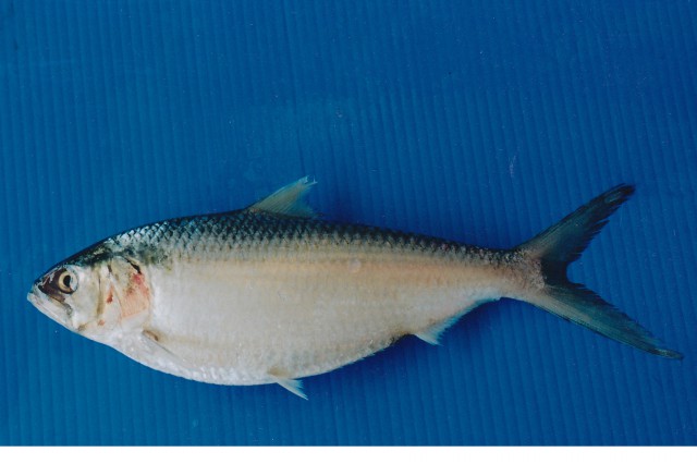 Toli Shad (Tenualosa toli) |commons:File:Tenualosa toli.jpg