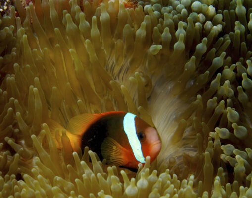 Tomato Clownfish (Amphiprion frenatus) |commons:File:Amphiprion frenatus Cinnamon Clownfish Papua New Guinea by Nick Hobgood.jpg