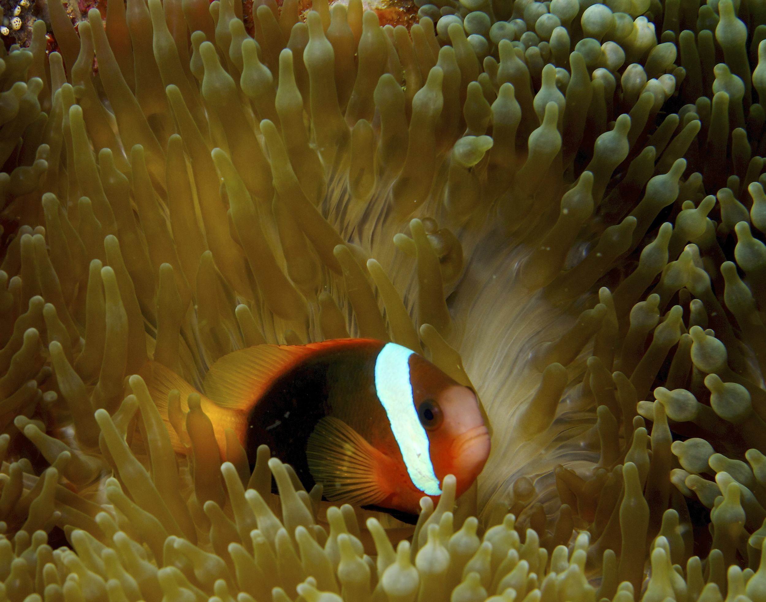 Tomato Clownfish (Amphiprion frenatus) |commons:File:Amphiprion frenatus Cinnamon Clownfish Papua New Guinea by Nick Hobgood.jpg