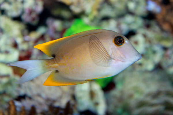 Tomini Tang (Ctenochaetus tominiensis) |commons:File:Ctenochaetus tominiensis.jpg