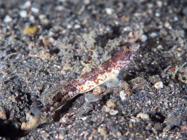 Tomiyamichthys alleni (Tomiyamichthys alleni) |commons:File:Highfin shrimpgoby (Tomiyamichthys alleni) (25786773537).jpg
