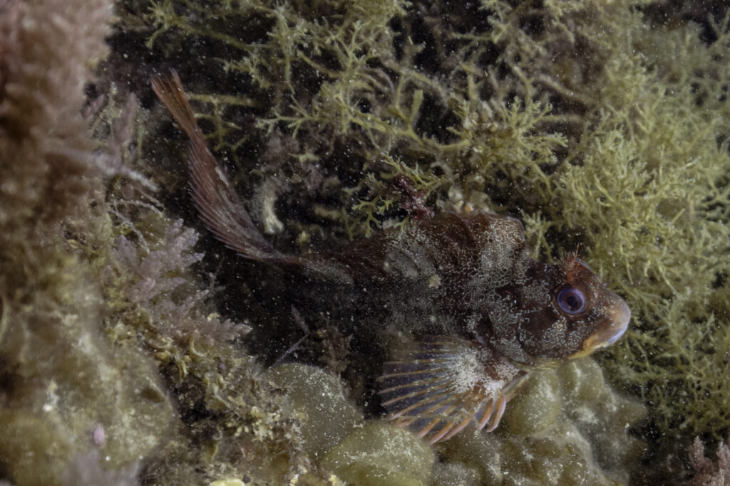 Tompot Blenny (Parablennius gattorugine) |commons:File:Cabruza (Parablennius gattorugine), Parque natural de la Arrábida, Portugal, 2020-07-23, DD 17.jpg