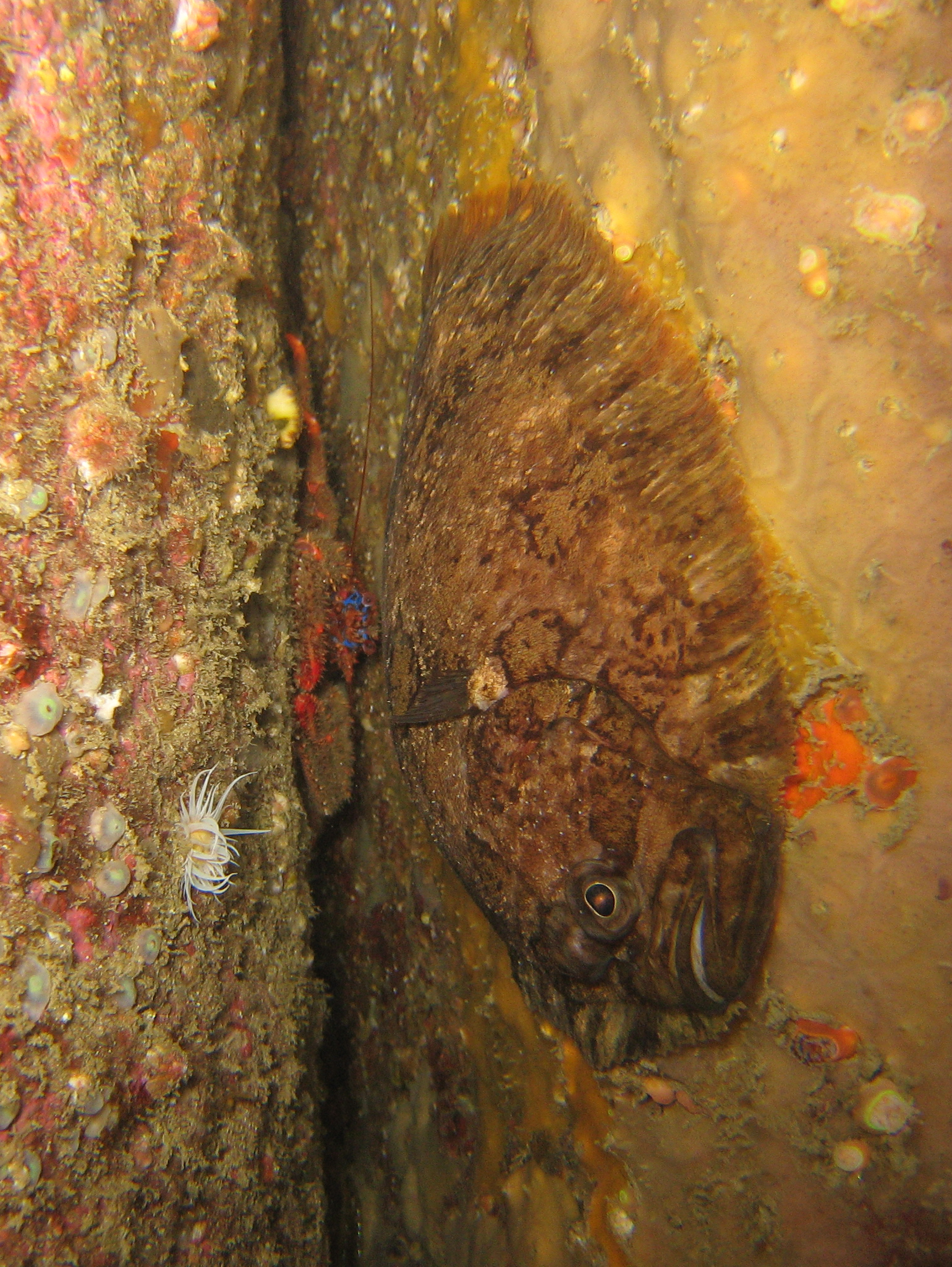 Topknot (Zeugopterus punctatus) |commons:File:Galathea strigosa, Zeugopterus punctatus - Carantec.jpg