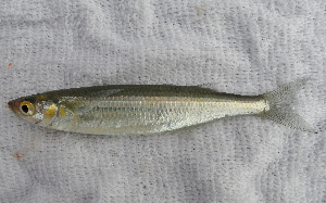 Topsmelt (Atherinops affinis) |commons:File:Atherinops affinis.png