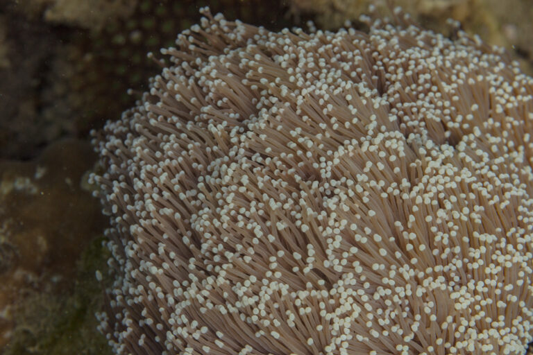 Torch Coral Euphyllia glabrescens