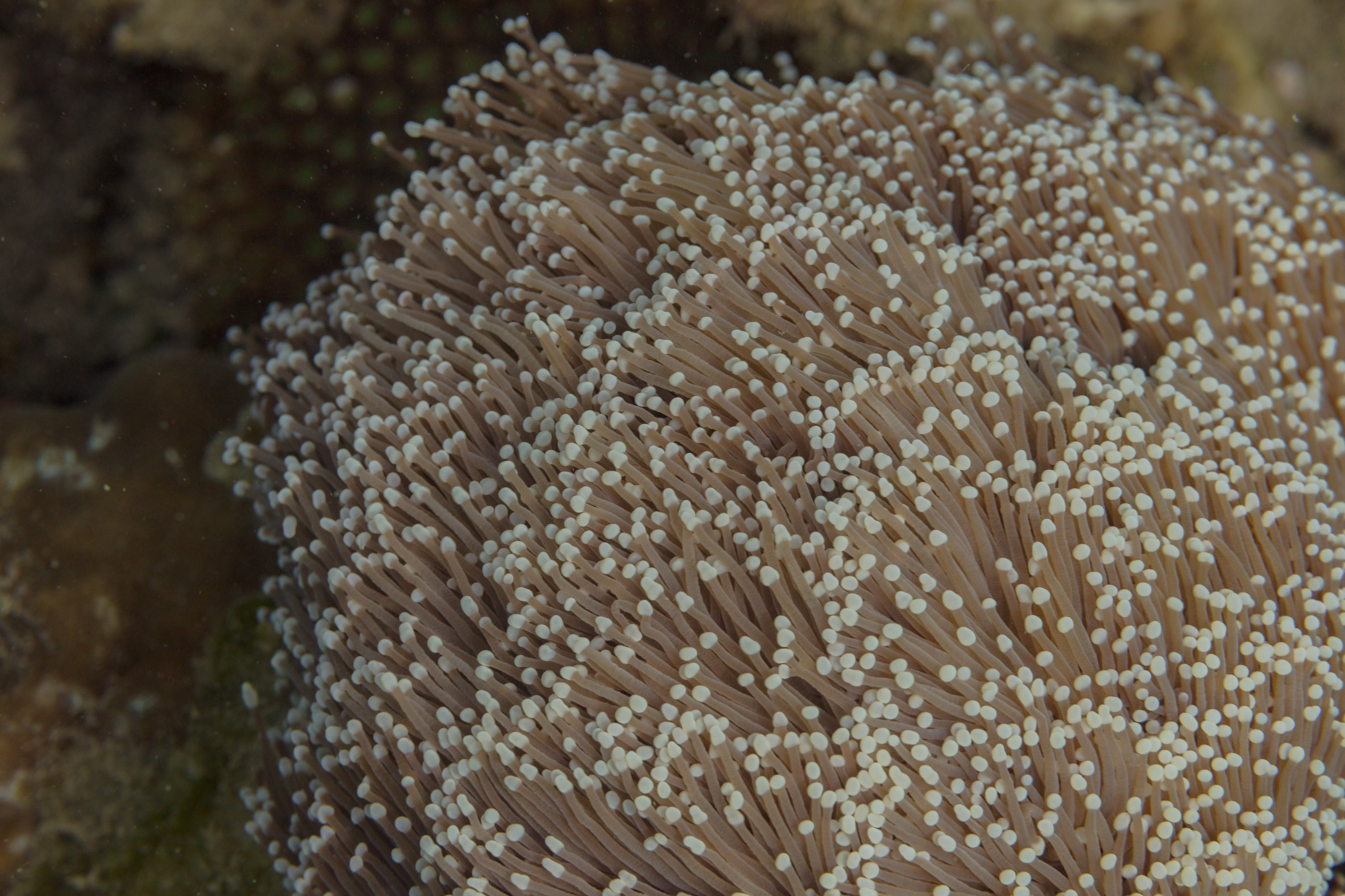Torch Coral Euphyllia glabrescens