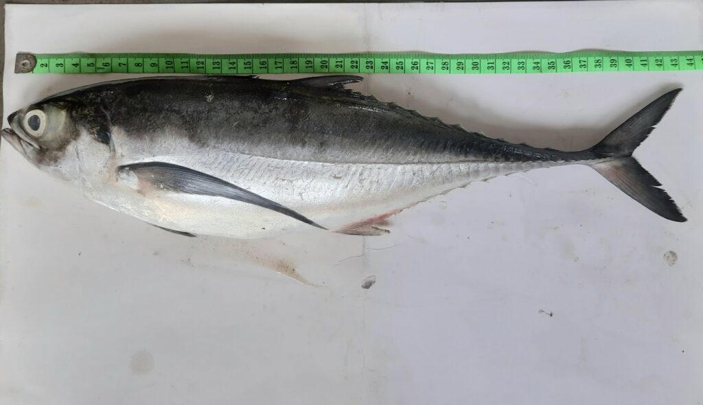 Torpedo Scad (Megalaspis cordyla) |commons:File:Megalaspis cordyla.jpg