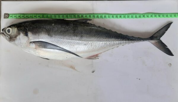 Torpedo Scad (Megalaspis cordyla) |commons:File:Megalaspis cordyla.jpg
