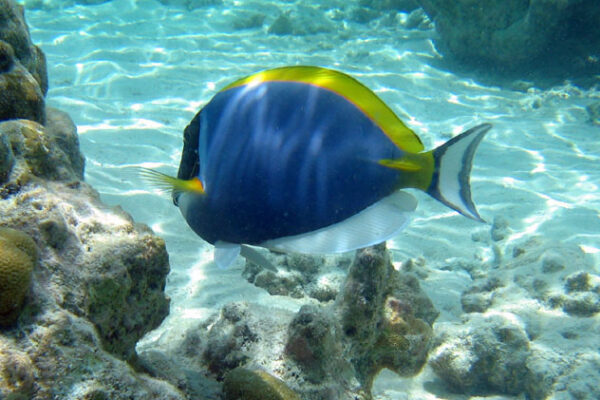 Toz Mavi Tang Acanthurus leucosternon