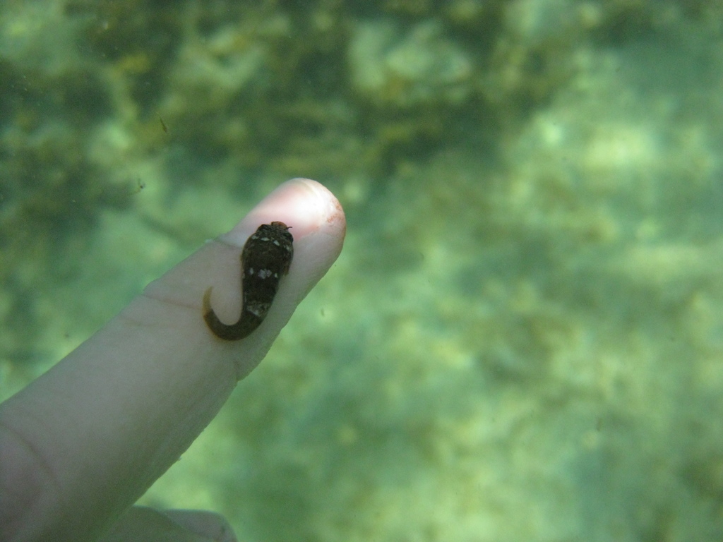 Trachelochismus melobesia (Trachelochismus melobesia) |commons:File:Trachelochismus melobesia.jpg