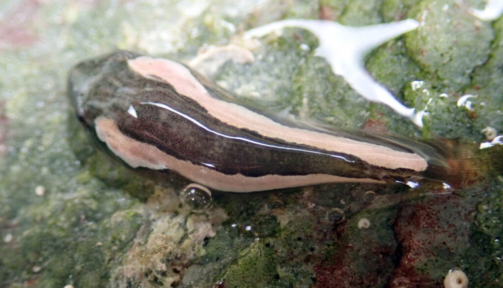 Trachelochismus pinnulatus (Trachelochismus pinnulatus) |commons:File:Trachelochismus pinnulatus 115007769.jpg