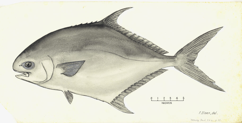 Trachinotus anak (Trachinotus anak) |commons:File:Oyster-eater Dart. Trachinotus anak (Ogilby).jpg