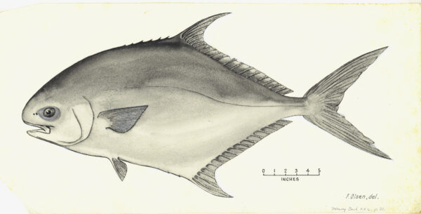 Trachinotus anak (Trachinotus anak) |commons:File:Oyster-eater Dart. Trachinotus anak (Ogilby).jpg
